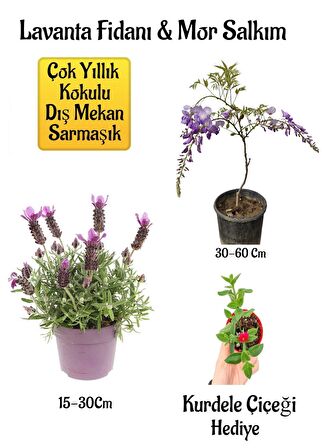 Yoğun Kokulu Lavanta+Kokulu Mor Salkım Ağacı Fidanı Buz Çiçeği Hediyeli Bahçe Seti