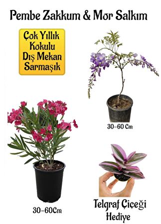 Pembe Zakkum Fidanı+Mor Salkım Ağacı Fidanı Telgraf Çiçeği Hediyeli Bahçe Peyzaj Seti