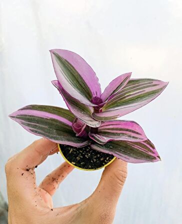 Pembe Zakkum Fidanı+Mor Salkım Ağacı Fidanı Telgraf Çiçeği Hediyeli Bahçe Peyzaj Seti