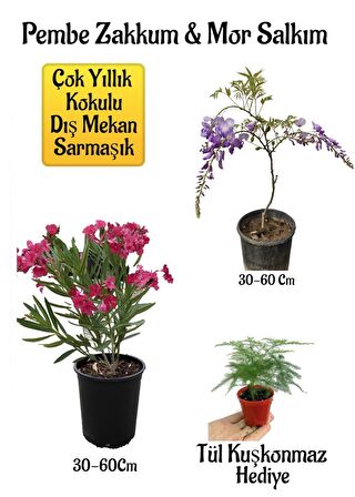 Pembe Zakkum Fidanı+Mor Salkım Ağacı Fidanı Tül Kuşkonmmaz Hediyeli Bahçe Peyzaj Seti