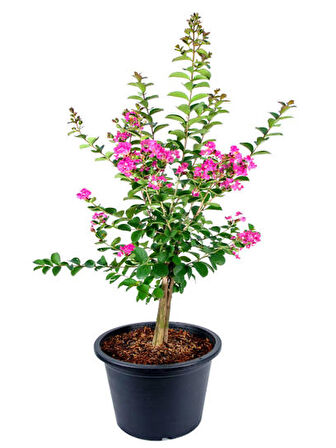 Pembe Oya Ağacı Fidanı+Mor Salkım Ağacı Fidanı Buz Çiçeği Hediyeli Bahçe Peyzaj Seti
