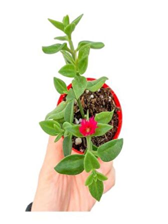 Pembe Oya Ağacı Fidanı+Mor Salkım Ağacı Fidanı Buz Çiçeği Hediyeli Bahçe Peyzaj Seti