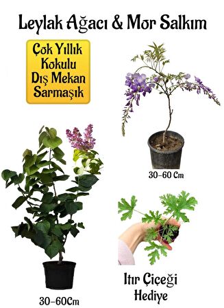 Yoğun Kokulu Leylak Ağacı Fidanı+Mor Salkım Ağacı Fidanı Itır Çiçeği Hediyeli Peyzaj Seti