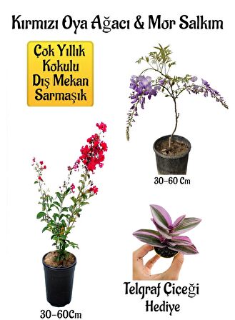 Kırmızı Oya Ağacı Fidanı+Mor Salkım Ağacı Fidanı Telgraf Çiçeği Hediyeli Bahçe Peyzaj Seti