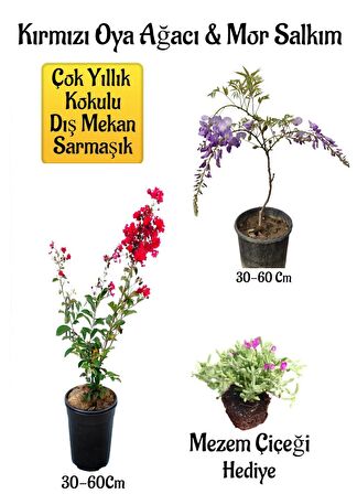Kırmızı Oya Ağacı Fidanı+Mor Salkım Ağacı Fidanı Mezem Çiçeği Hediyeli Bahçe Peyzaj Seti