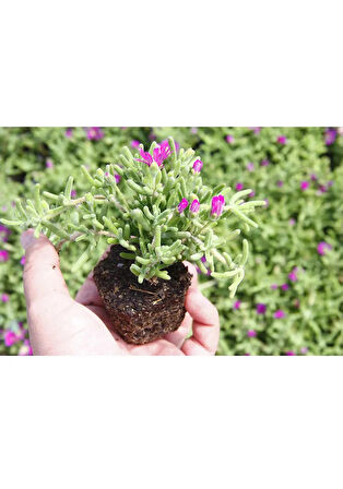 Pembe Begonvil Çiçeği+Mor Salkım Ağacı Fidanı Mezem Çiçeği Hediyeli Bahçe Peyzaj Seti