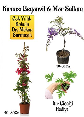 Kırmızı Begonvil Çiçeği+Mor Salkım Ağacı Fidanı Itır Çiçeği Hediyeli Bahçe Peyzaj Seti