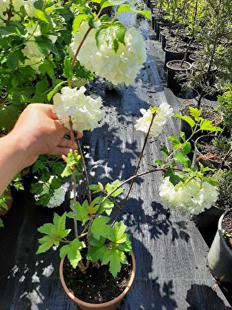 Kokulu Kartopu Çiçeği+Mor Salkım Ağacı Fidanı Tül Kuşkonmaz Hediyeli Peyzaj Seti