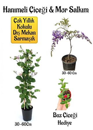 Kokulu Hanımeli Çiçeği+Mor Salkım Ağacı FidanıBuz Çiçeği Hediyeli Peyzaj Seti