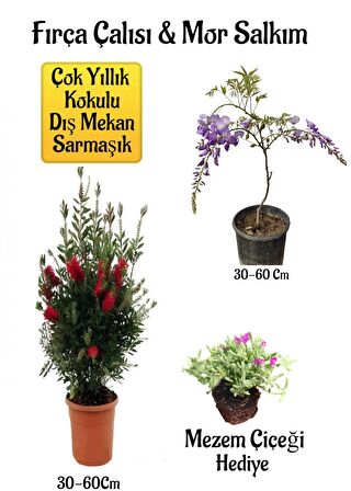 Fırça Çalısı Fidanı+Mor Salkım Ağacı Fidanı Mezem Çiçeği Hediyeli Peyzaj Seti