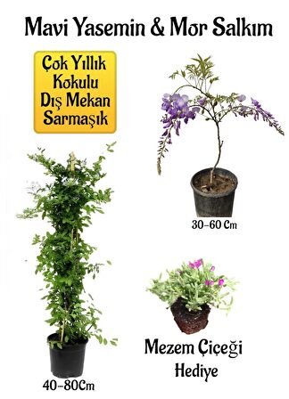 Mavi Yasemin Çiçeği+Mor Salkım Ağacı Fidanı Mezem Çiçeği Hediyeli Peyzaj Seti
