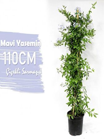 Mavi Yasemin Çiçeği+Mor Salkım Ağacı Fidanı Tül Kuşkonmaz Hediyeli Peyzaj Seti