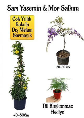 Sarı Yasemin Çiçeği+Mor Salkım Ağacı Fidanı+ Tül Kuşkonmaz Hediyeli Peyzaj Seti