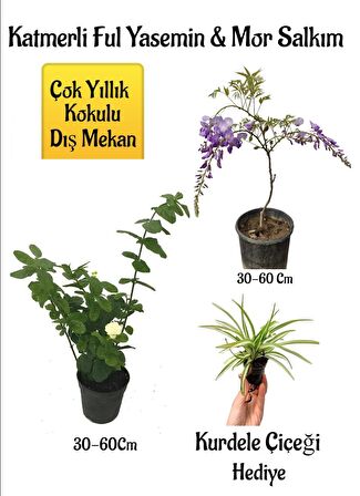 Kokulu Katmerli Ful Yasemin Çiçeği+Mor Salkım Ağacı Fidanı Kurdele Çiçeği Hediyeli Peyzaj Seti