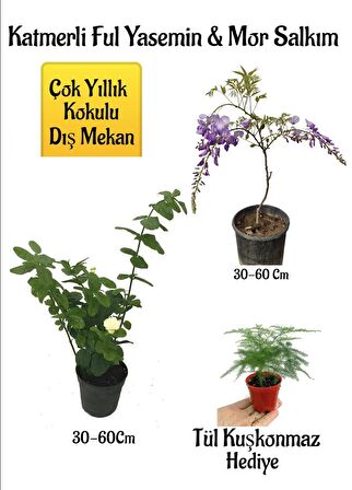 Kokulu Katmerli Ful Yasemin Çiçeği+Mor Salkım Ağacı Fidanı Tül Kuşkonmaz Hediyeli Peyzaj Seti