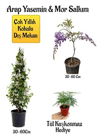 Kokulu Arap Yasemin Çiçeği+Mor Salkım Ağacı Fidanı Tül Kuşkonmaz Hediyeli Peyzaj Seti