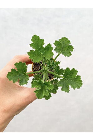 Karışık Renk Ceylangözü Sardunya Fidesi 8.5 Cm Saksıda