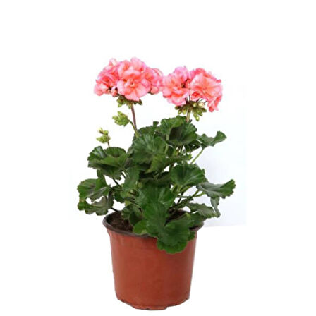 Karışık Renk Ceylangözü Sardunya Fidesi 8.5 Cm Saksıda