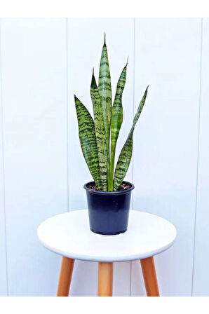 Paşa Kılıcı (Yeşil Kılıç) | Dolgun Yapraklı, 20-40cm Canlı Bitki