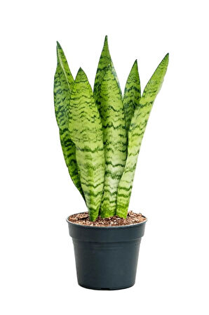 Paşa Kılıcı (Yeşil Kılıç) | Dolgun Yapraklı, 20-40cm Canlı Bitki