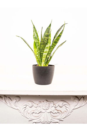 Zarif Formlu Yeşil Kılıç – Paşa Kılıcı |Dekoratif İç Mekan Bitkisi Saksılı (20-40 cm)