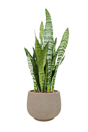 İç Mekan İçin Yeşil Kılıç Bitkisi | Paşa Kılıcı Kolay Bakım (20-40cm)