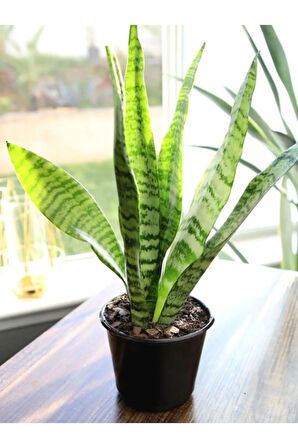 Yeşil Kılıç Bol Köklü 20-40cm Dolgun Bitki | Ev, Ofis, Salon Kullanımı