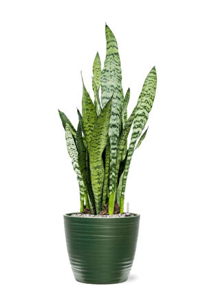 Ofis ve Salonlar İçin Dekoratif Yeşil Kılıç (Paşa Kılıcı) Saaksılı 20-40 cm