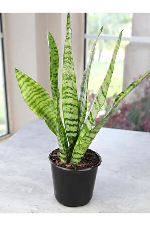Ofis ve Salonlar İçin Dekoratif Yeşil Kılıç (Paşa Kılıcı) Saaksılı 20-40 cm