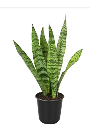 Ofis ve Salonlar İçin Dekoratif Yeşil Kılıç (Paşa Kılıcı) Saaksılı 20-40 cm
