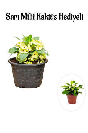Sarı Çiçekli Milli Dikenler Tacı Sevgililer Gününe Özel Sarı Milii Kaktüs HEDİYELİ