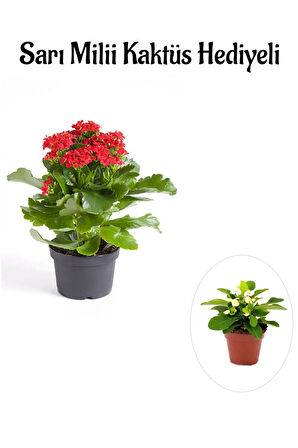 Kadınlar Gününe Özel Kırmızı Renk Kalanşo-emel Hanım Çiçeği Sarı Milii Hediyeli