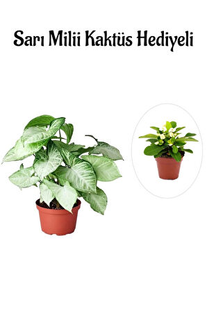 Anneler Günü Hediyesi Zarif Yapraklı Melek Kanadı Bitkisi Sarı Milii Hediyeli