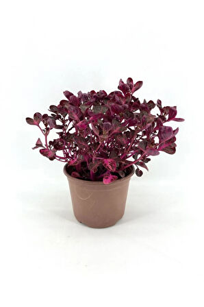 Avantajlı Öğretmenler Gününe Özel Çingene Şalvarı|iresine Herbtis Bitkisi Sarı Milli Kaktüs