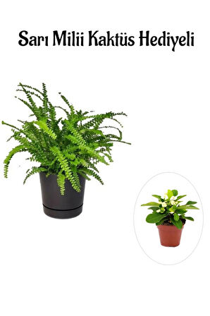 Avantajlı Aşk Merdiveni Çiçeği Sevgililer Gününe Özel Sarı Milli Kaktüs