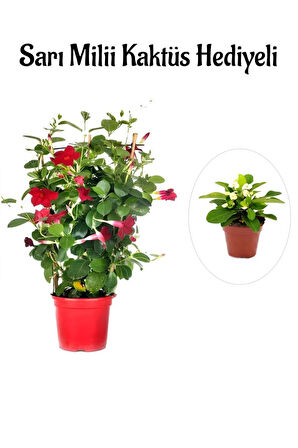 Kokulu Kırmızı Mandevilla Sarmaşığı Sevgililer Gününe Özel Sarı Milli HEDİYELİ