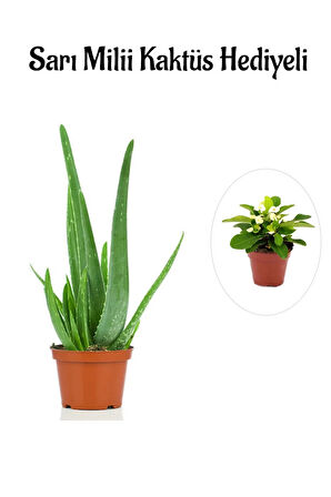 Parlak Dolgun Formlu Aleovera Bitkisi Sevgililer Gününe Özel Sarı Milli Kaktüs HEDİYELİ