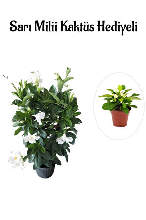 Kokulu Beyaz Mandevilla Sarmaşığı Sevgililer Gününe Özel Sarı Milli Kaktüs HEDİYELİ