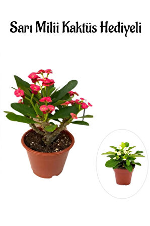 Kırmızı Çiçekli Kaktüs Milli Dikenler Tacı Sevgililer Gününe Özel Sarı Milii HEDİYELİ