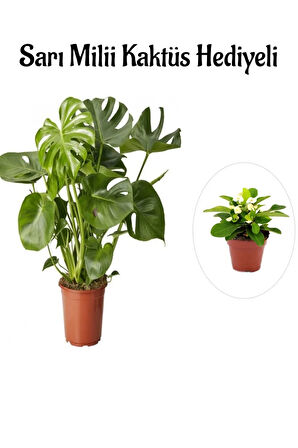 Kadınlar Gününe Özel Parlak Geniş Yapraklı Deve Tabanı Bitkisi Sarı Milli Hediyeli
