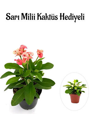 Pembe Çiçekli Milli Dikenler Tacı Kaktüs Sevgililer Gününe Özel Sarı Milli HEDİYELİ