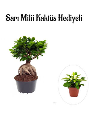 Hediyelik Bonsai Bitkisi Sevgililer Gününe Özel Sarı Milii Kaktüs HEDİYELİ