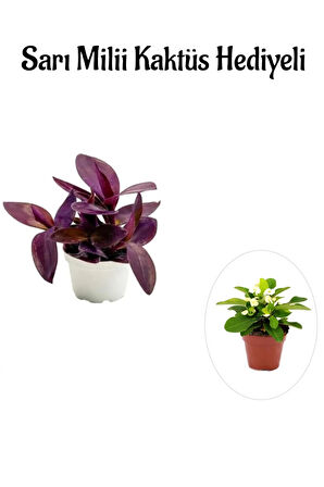 Hediyelik Mor Telgraf- Kara Sevda Çiçeği Sevgililer Gününe Özel Sarı Milii HEDİYELİ