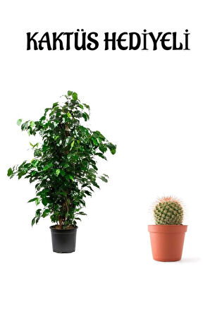 Yeşil Renk Benjamin Bitkisi Sevgililer Gününe Özel Kaktüs Hediyeli