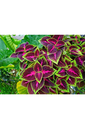 Kampanyalı Yaprağı Güzel Yaprak Güzeli Kolyos Çingene Şalvarı Ikili Set