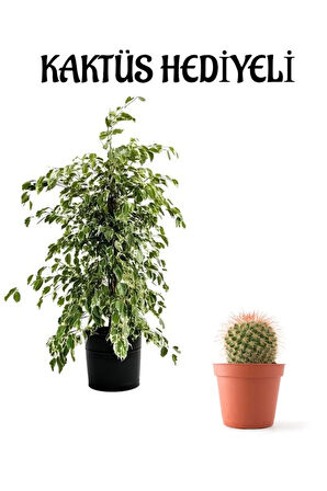 Kadınlar Gününe Özel Beyaz Alacalı Benjamin Bitkisi Kaktüs Hediyeli