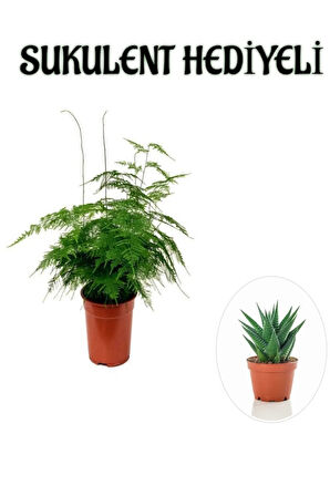 Tül Kuşkonmaz Çiçeği Kadınlar Gününe Özel Sukulent