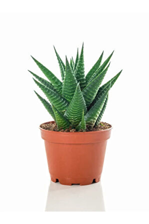 Tül Kuşkonmaz Çiçeği Kadınlar Gününe Özel Sukulent