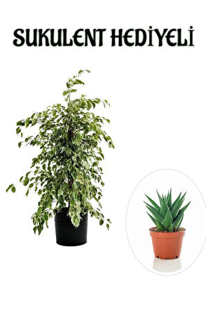 Hediyelik Beyaz Alacalı Benjamin Bitkisi Sevgililer Gününe Özel SUKULENT HEDİYELİ