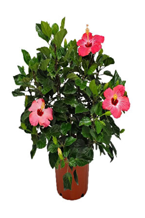 Kadınlar Gününe Özel Pembe Japon Gülü(HİBİSCUS ROSA) Kurdele Çiçeği Hediyeli